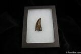 Inch Nanotyrannus (Juvenile T-Rex) Tooth #1266-3